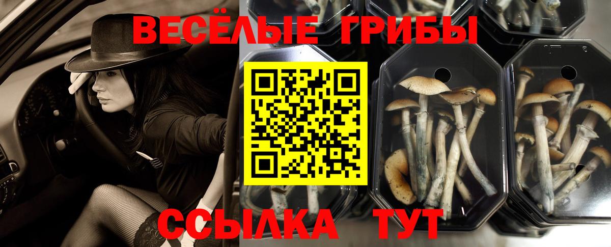 Ефремов  Псилоцибиновые грибы Magic Shrooms  Вход с VPN  Галлюциногенные грибы Psilocybe 
